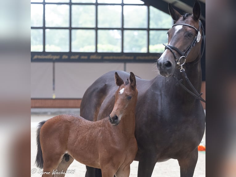 Trakehner Étalon Poulain (04/2025) Bai in Stemwede