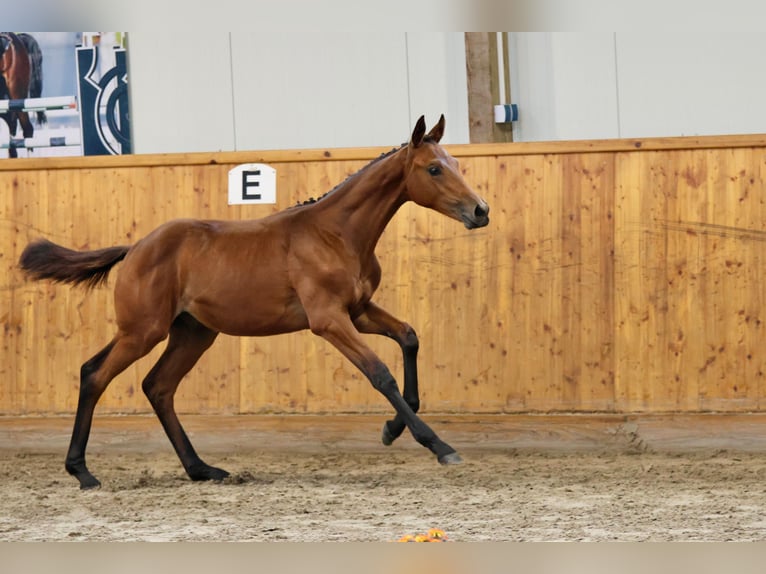 Trakehner Étalon Poulain (03/2026) Bai in Helmstorf