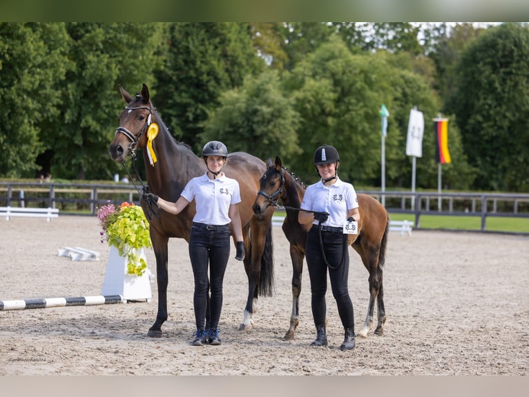 Trakehner Étalon Poulain (05/2026) Bai in Markranstädt