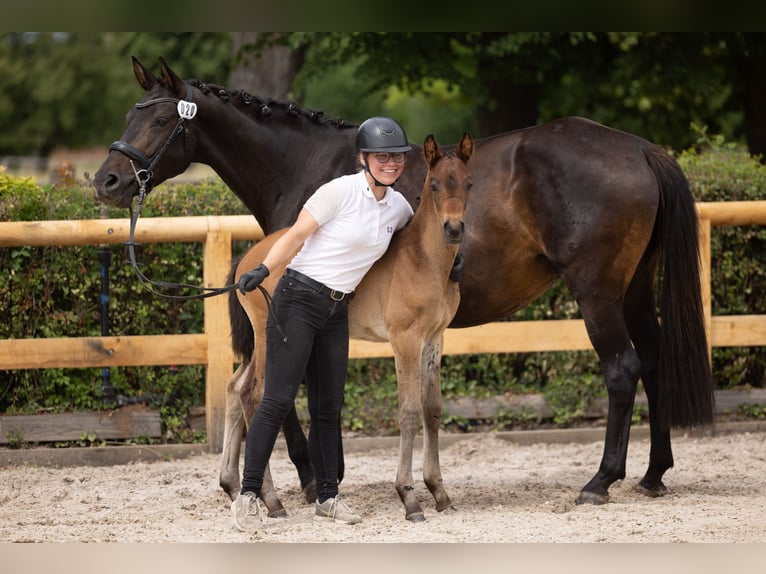 Trakehner Étalon Poulain (04/2026) Bai in Striegistal