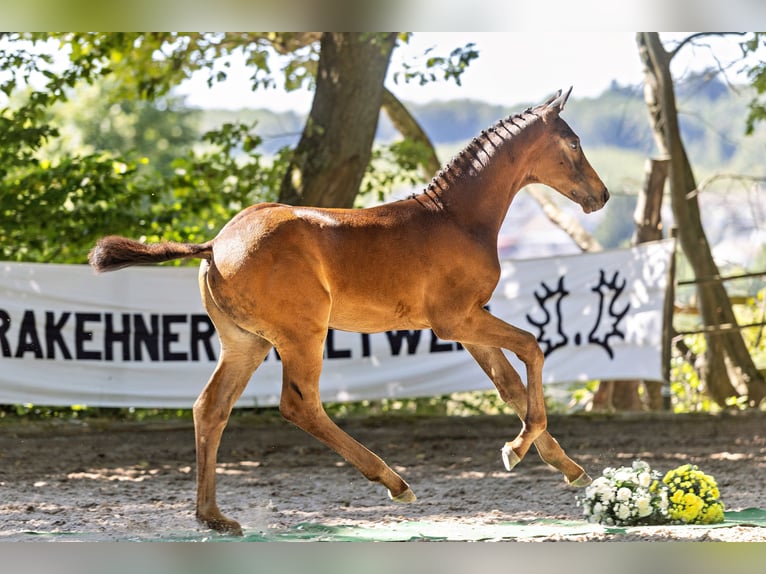 Trakehner Étalon Poulain (05/2026)  in Xanten