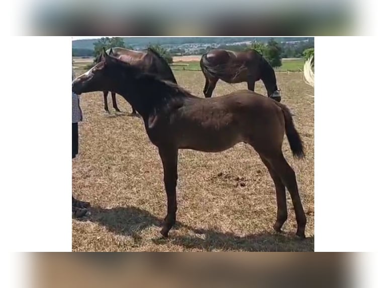 Trakehner Étalon Poulain (05/2026) Gris in Bad Schussenried