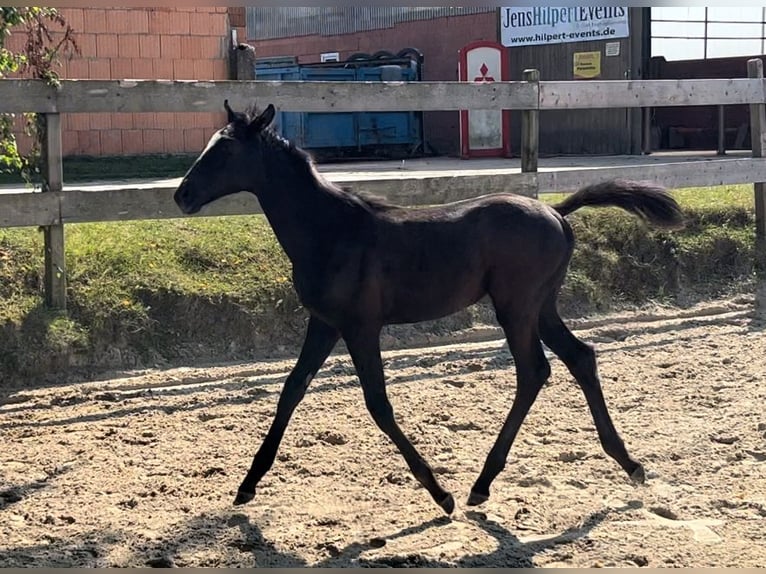 Trakehner Étalon Poulain (06/2024) Gris in Grebenstein