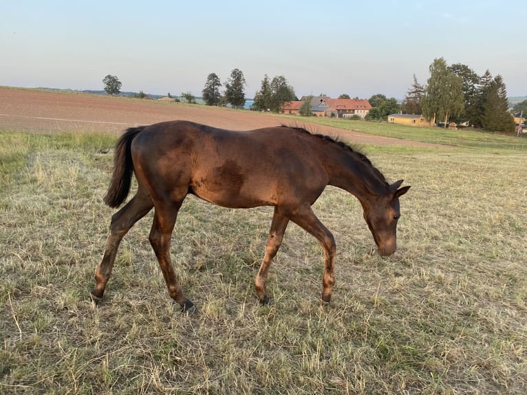 Trakehner Étalon Poulain (05/2024) Noir in Jahnsdorf/Erzgebirge