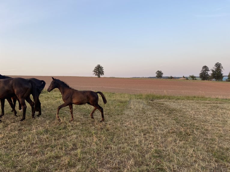 Trakehner Étalon Poulain (05/2024) Noir in Jahnsdorf/Erzgebirge