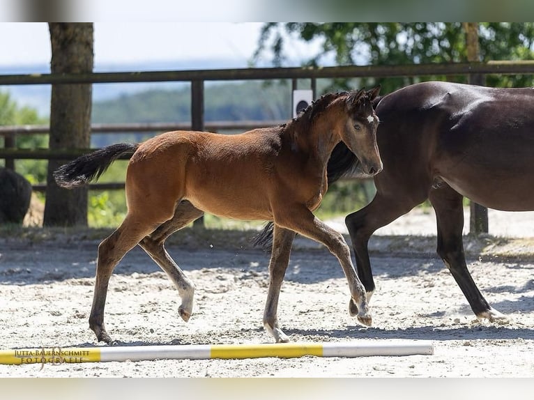 Trakehner Étalon Poulain (03/2025) Peut devenir gris in Schutterwald
