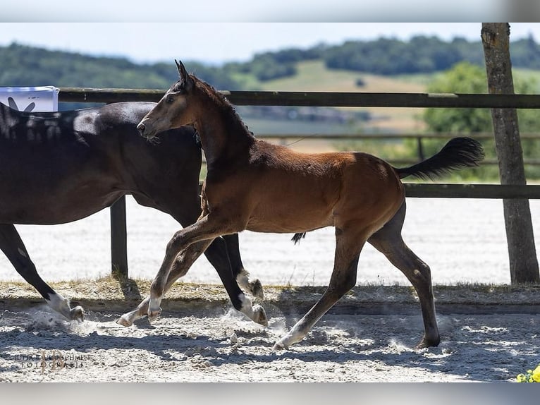 Trakehner Étalon Poulain (03/2025) Peut devenir gris in Schutterwald