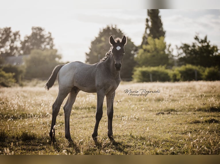 Trakehner Étalon Rouan Bleu in Beaumont pied-de-boeuf