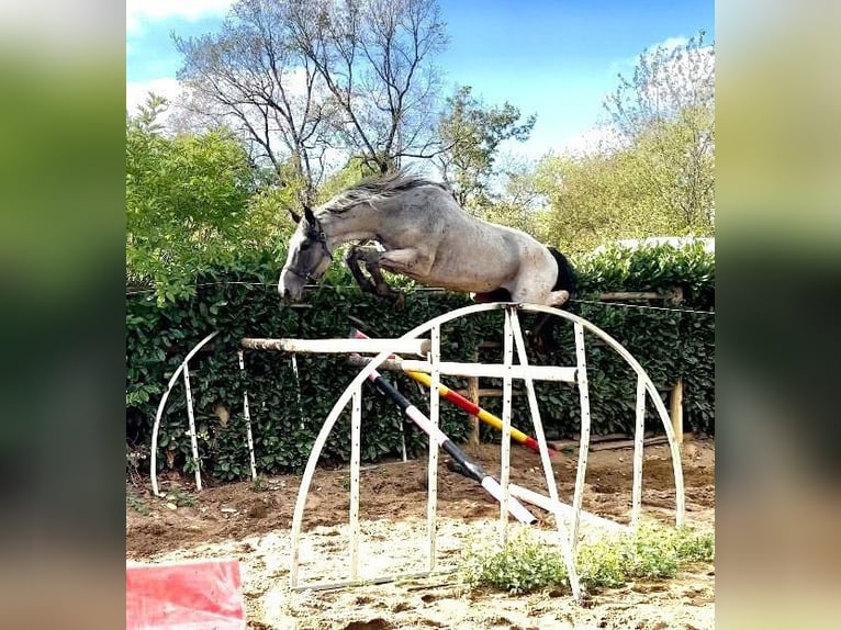 Trakehner Étalon Rouan Bleu in Beaumont pied-de-boeuf