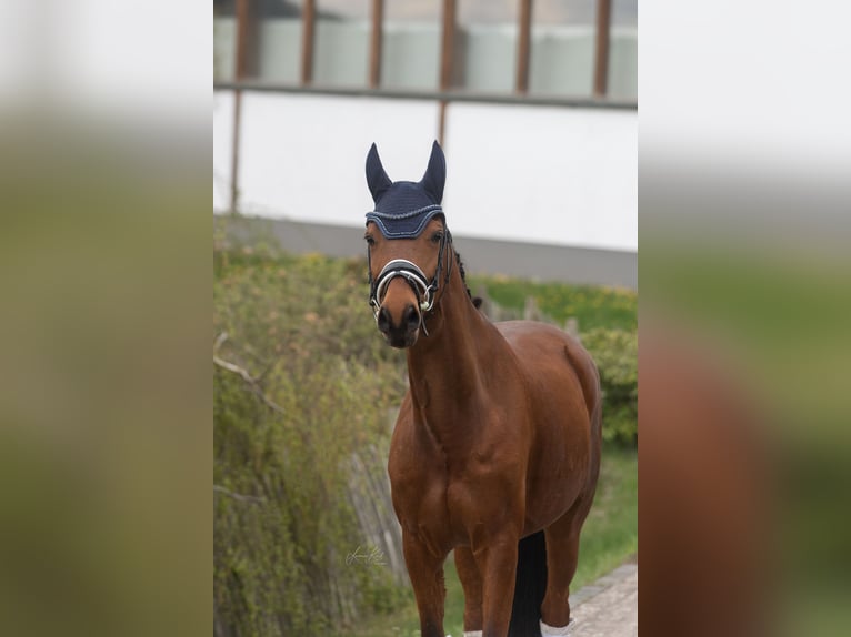 Trakehner Gelding 10 years 15.2 hh Brown in Haiger