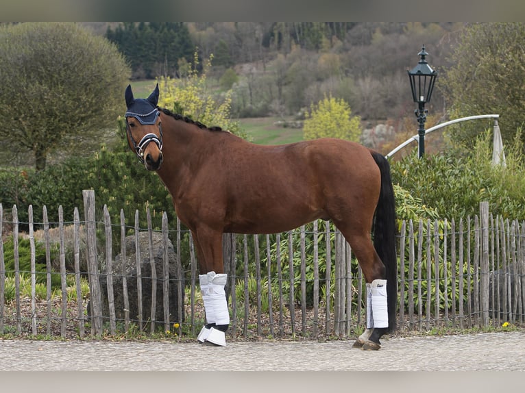 Trakehner Gelding 10 years 15,2 hh Brown in Haiger