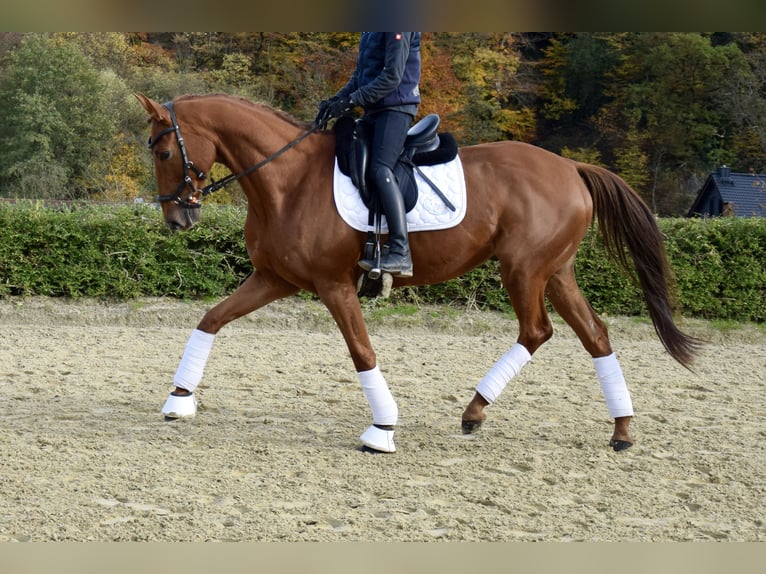 Trakehner Gelding 10 years 15,2 hh Chestnut-Red in Heiligenhaus