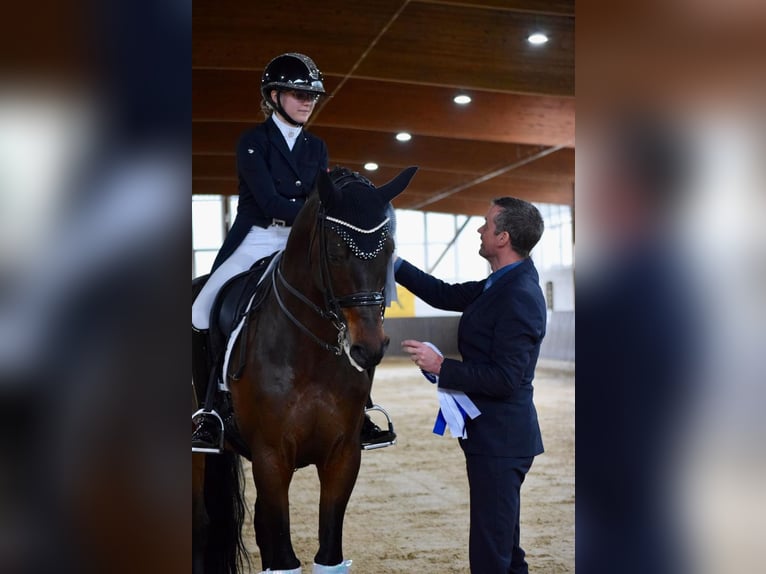 Trakehner Gelding 10 years 16,1 hh Bay-Dark in Osnabrück