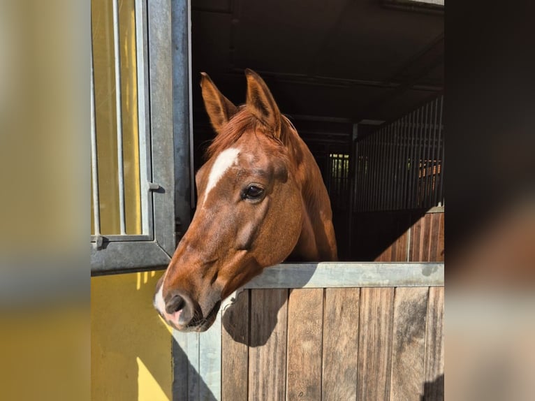 Trakehner Gelding 10 years 16.1 hh Chestnut-Red in Wörmlitz