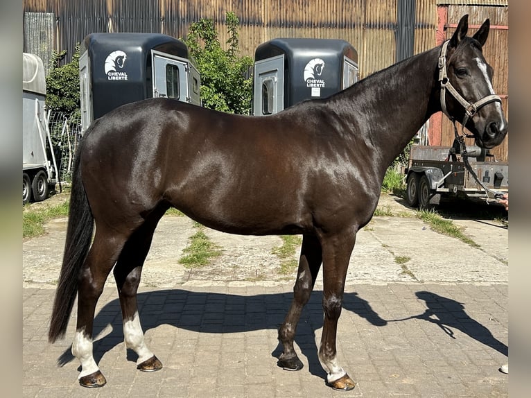 Trakehner Gelding 10 years 16 hh Chestnut in L&#xF6;wenberger Land