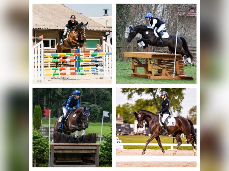 Trakehner Gelding 10 years 16 hh Chestnut in L&#xF6;wenberger Land