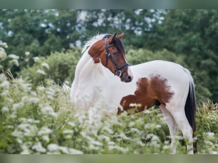 Trakehner Gelding 10 years 16 hh Pinto in Vilnius