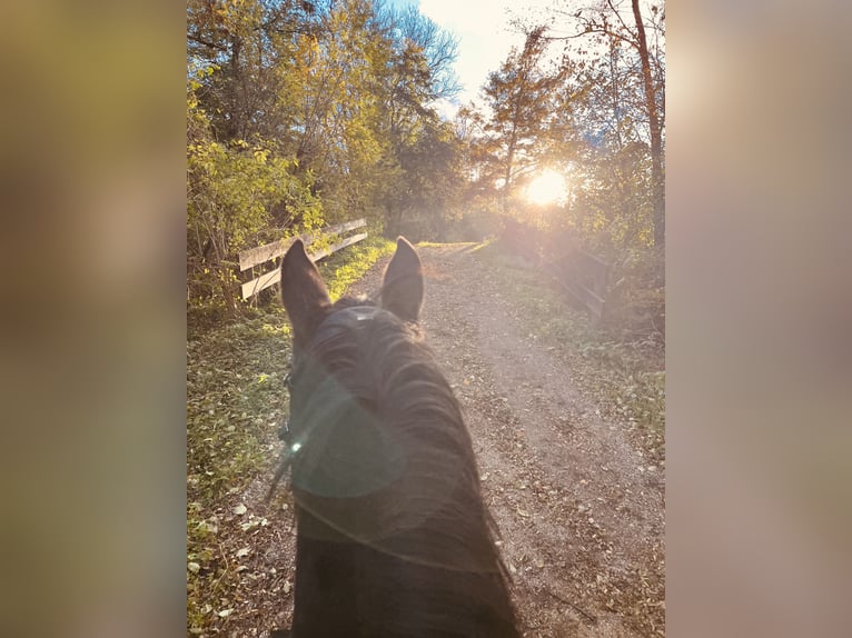 Trakehner Gelding 10 years 16,1 hh Bay-Dark in Pill