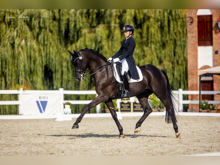 Trakehner Gelding 10 years 16,1 hh Black in Puszcza Maria&#x144;ska