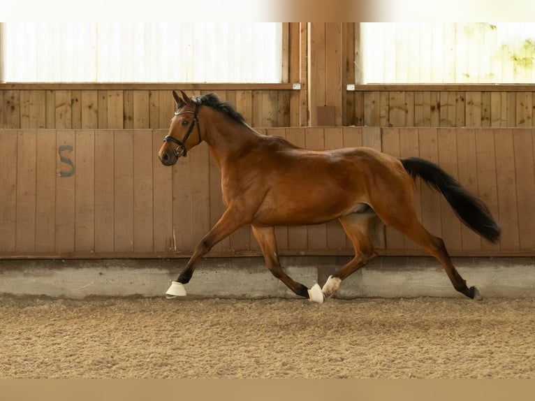 Trakehner Gelding 10 years 16,1 hh Brown-Light in Wurmberg