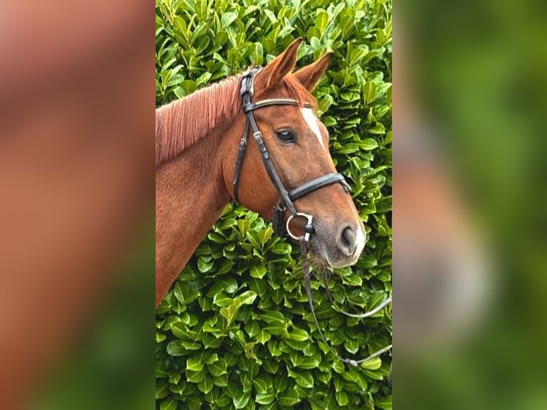 Trakehner Gelding 10 years 16,1 hh Chestnut-Red in Wörmlitz