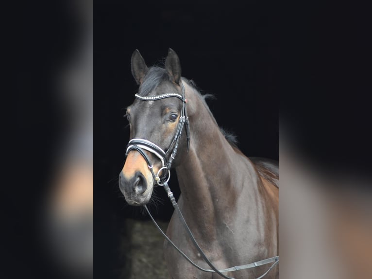 Trakehner Gelding 10 years 16,1 hh Smoky-Black in Herbstein