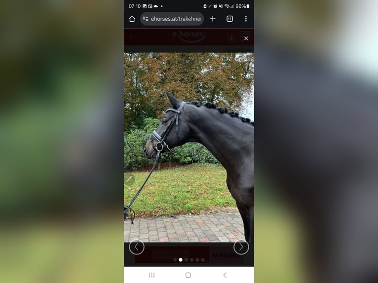 Trakehner Gelding 10 years 16,2 hh Bay-Dark in Sperenberg