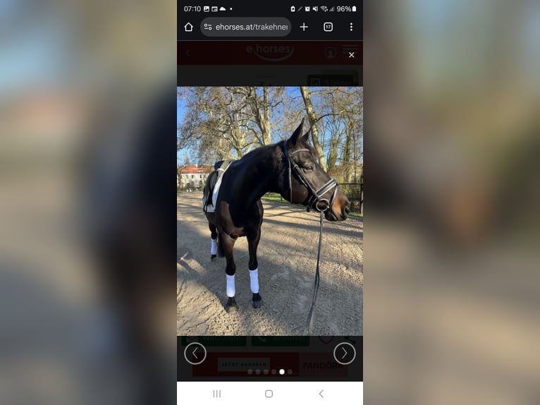 Trakehner Gelding 10 years 16,2 hh Bay-Dark in Sperenberg