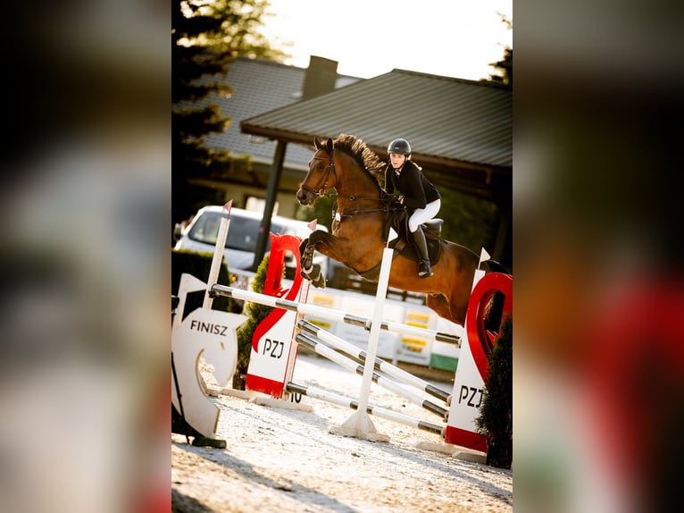 Trakehner Gelding 10 years 16,3 hh Bay-Dark in czernidła