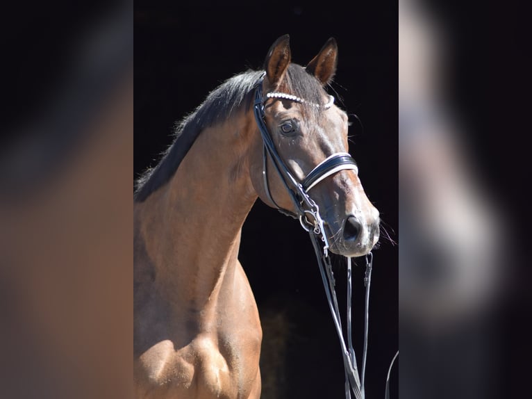 Trakehner Gelding 10 years 17 hh Bay-Dark in Herbstein
