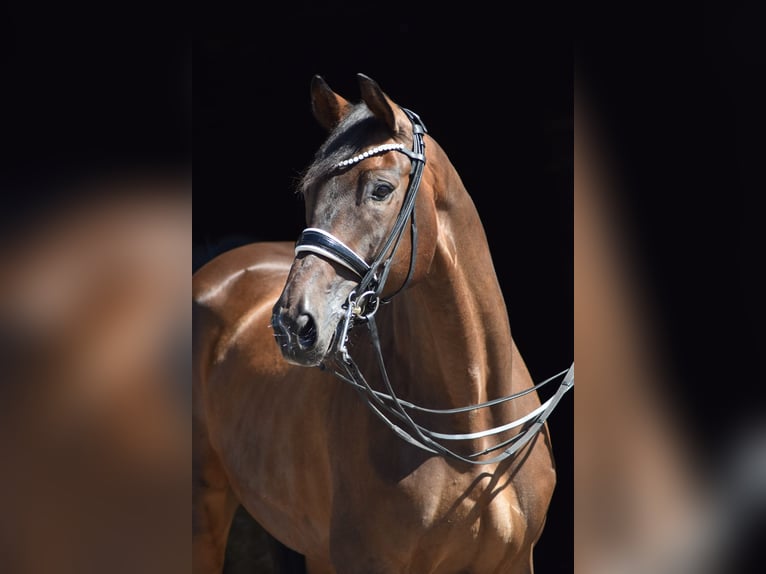 Trakehner Gelding 10 years 17 hh Bay-Dark in Herbstein