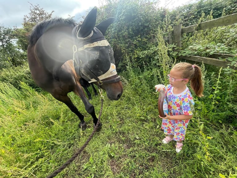 Trakehner Gelding 10 years 17 hh Bay-Dark in Dublin