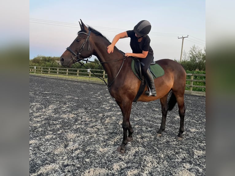Trakehner Gelding 10 years 17 hh Bay-Dark in Dublin