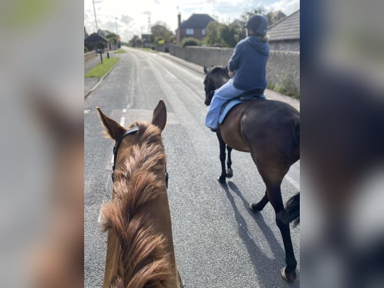 Trakehner Gelding 10 years 17 hh Bay-Dark in Dublin