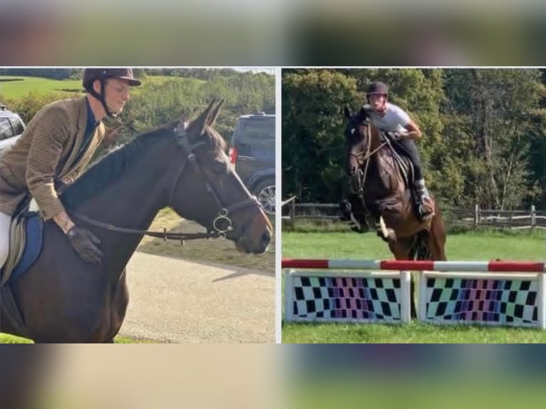 Trakehner Gelding 10 years 17 hh Bay-Dark in Dublin