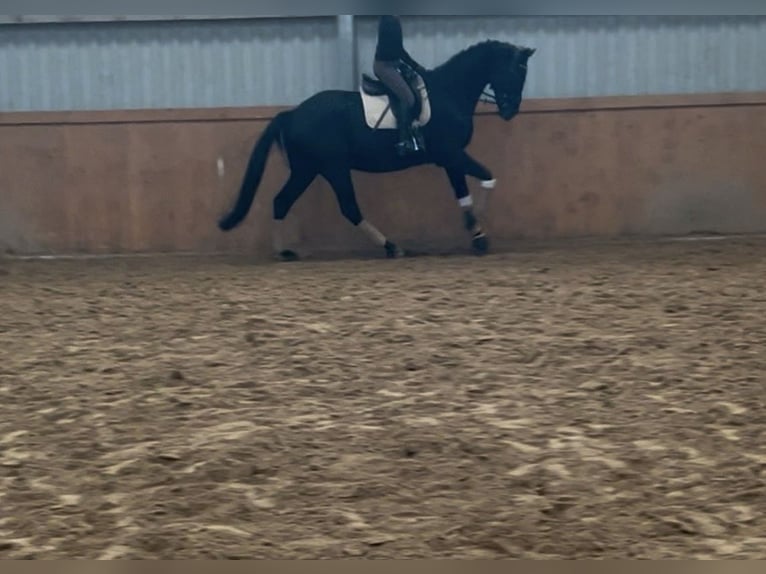 Trakehner Gelding 10 years 17 hh Black in Willich