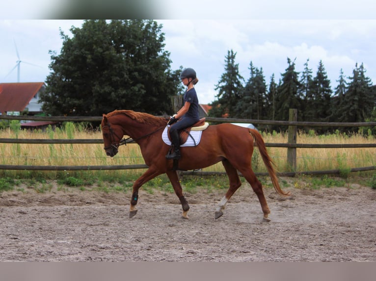 Trakehner Gelding 10 years 17 hh Chestnut-Red in Langlingen