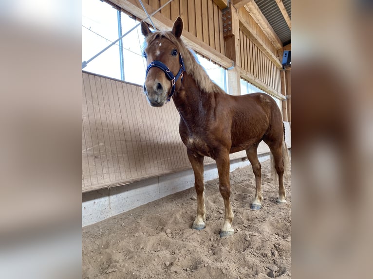 Trakehner Mix Gelding 11 years 12,1 hh Chestnut-Red in G&#xF6;ppingen