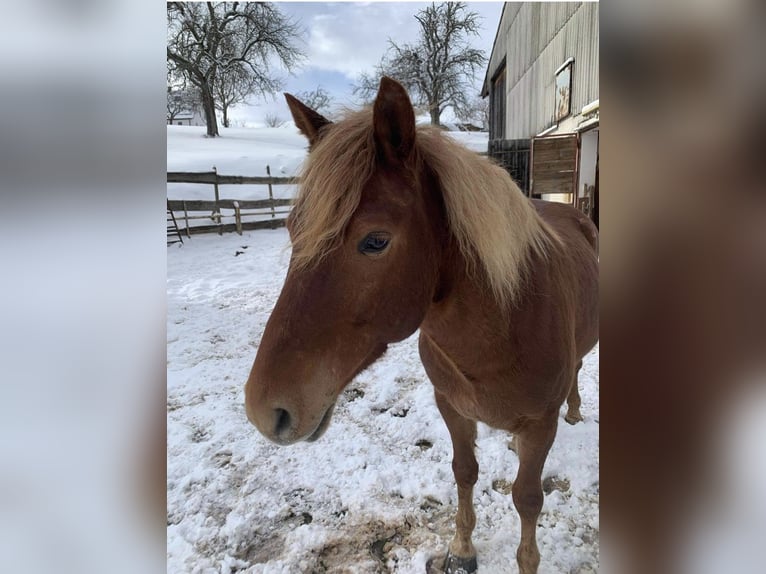 Trakehner Mix Gelding 11 years 12,1 hh Chestnut-Red in G&#xF6;ppingen
