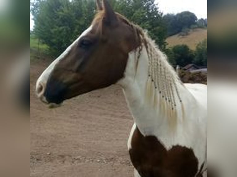 Trakehner Mix Gelding 11 years 14,2 hh Pinto in Rimbach
