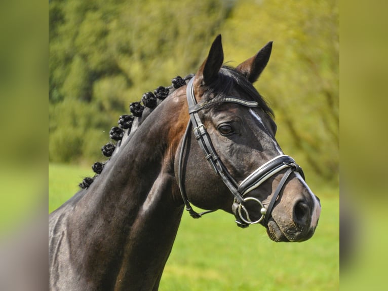 Trakehner Gelding 11 years 16,1 hh Brown in Wartenberg