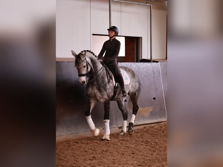 Trakehner Gelding 11 years 16.1 hh Grey-Dapple in Henstedt-Ulzburg
