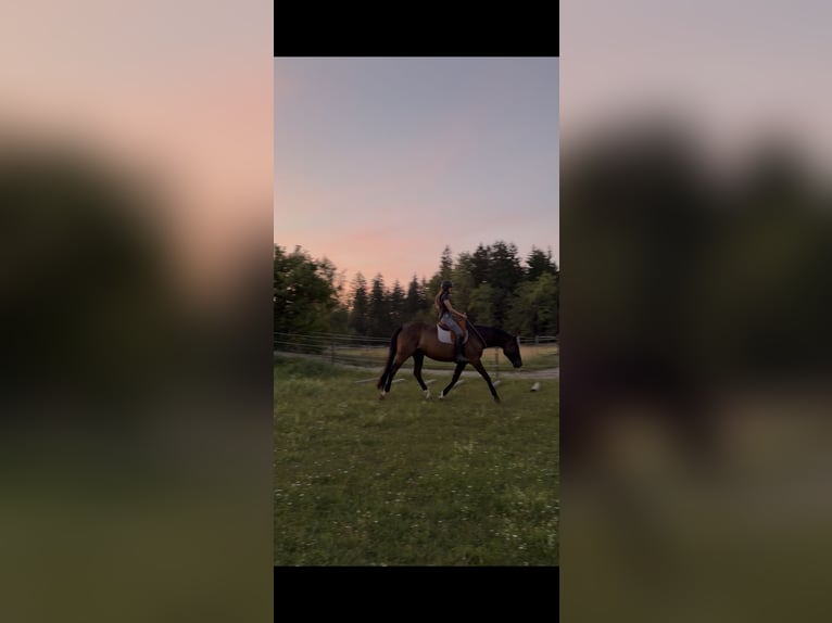 Trakehner Gelding 11 years 16.2 hh Bay-Dark in Langenneufnach