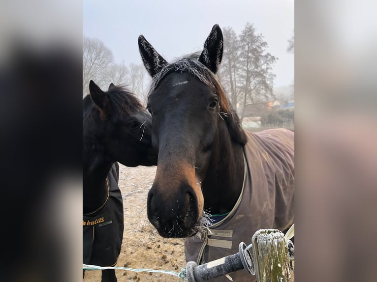 Trakehner Gelding 11 years 16 hh Bay-Dark in Waldbrunn (Westerwald)