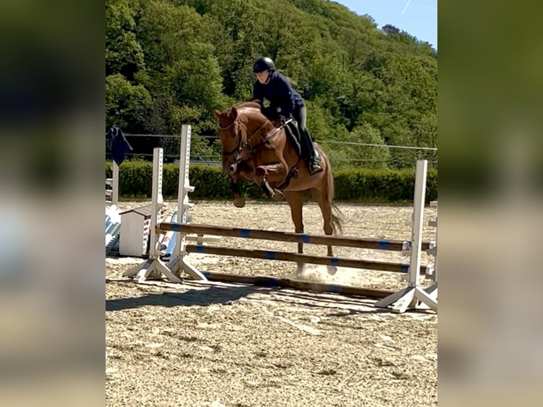 Trakehner Gelding 11 years 16 hh Chestnut-Red in Heiligenhaus