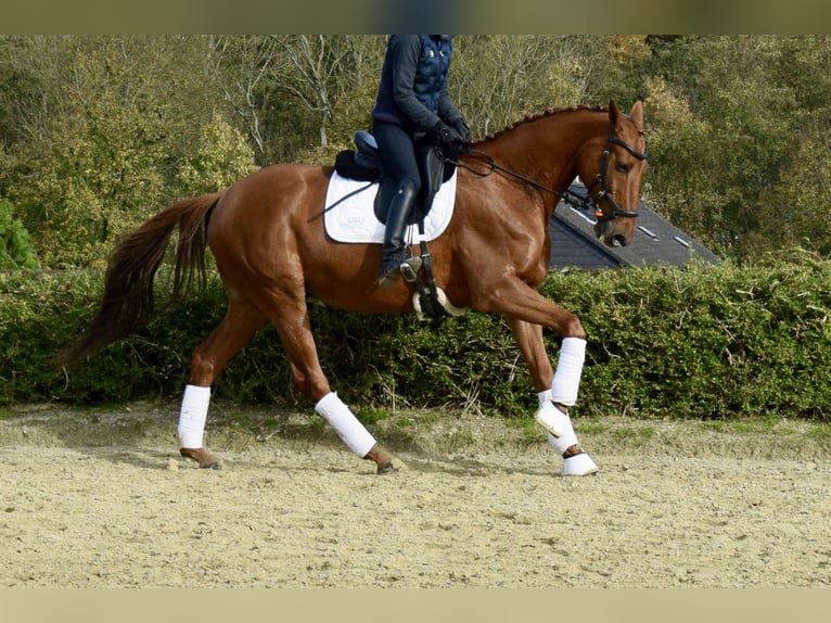Trakehner Gelding 11 years 16 hh Chestnut-Red in Heiligenhaus