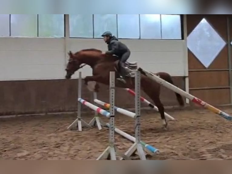 Trakehner Gelding 11 years 16 hh Chestnut-Red in Braunschweig