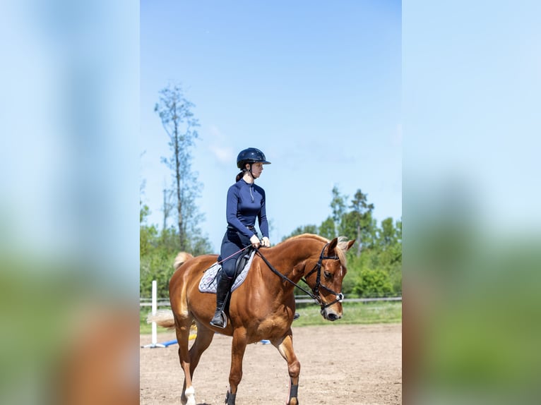 Trakehner Mix Gelding 11 years 16,1 hh Chestnut in Grobina