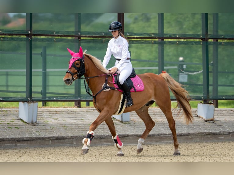 Trakehner Mix Gelding 11 years 16,1 hh Chestnut in Grobina