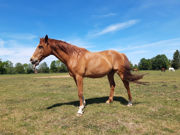 Trakehner Gelding 11 years 16,1 hh Chestnut-Red in G&#xFC;tersloh